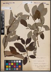 Foto von Salix caprea L.